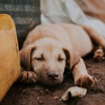 India Aid Foundation’s Impact on Stray Animal Welfare